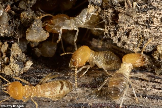 A close-up of what termites look like, although these are not termites from the WPLG station