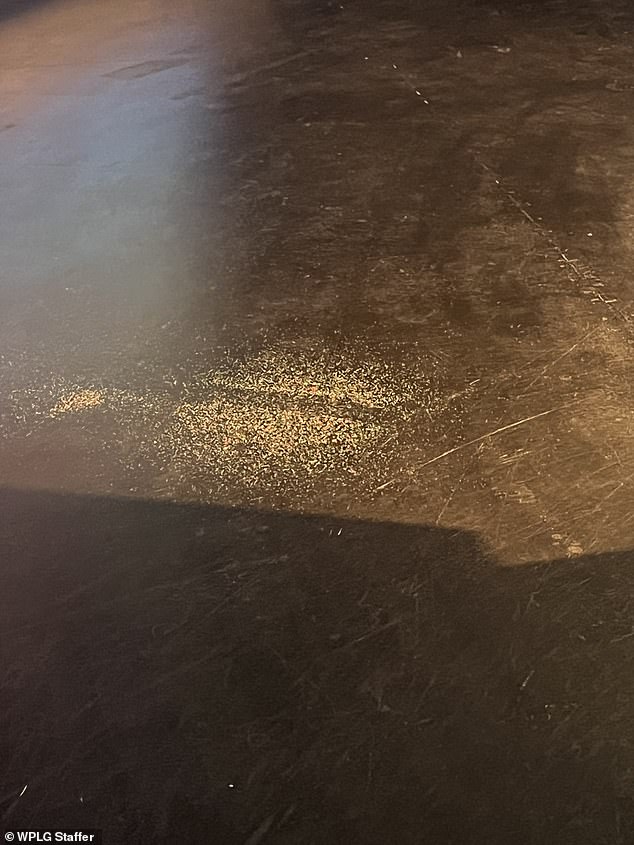 Termite frass (feces) is a common spot on the studio floor.  The frass has caused an allergic reaction and hives