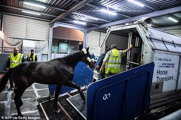 Viewers hear the pilots ask for permission to return to New York after the crew could not get the horse safely and that a vet would be present after landing to contain the rogue animal (stock image)