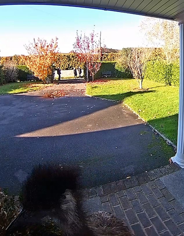 The emu, named Rodney, entered a neighbor's driveway and walked to their door