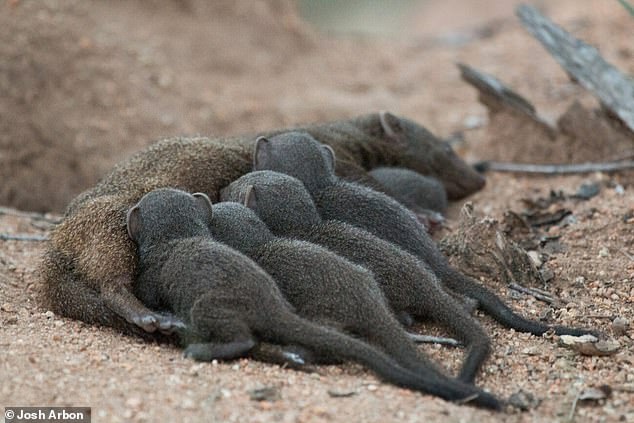 Dwarf ferret pups emerge from the breeding burrow after a few weeks, and the group will protect them when they are too small to fend for themselves