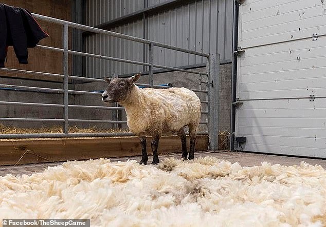 Britain's loneliest sheep, Fiona, has a new home in a 'five-star' animal shelter, despite attempts by animal rights campaigners to prevent her arrival