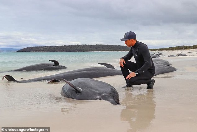 Nature guide Chris Theobald was traveling with his colleague Rob Pennicott, whose son Noah initially spotted the 34 dead pilot whales, ranging in age from calf to adult