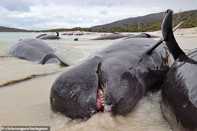 More than twenty dead whales were found on Bryans Beach, 140 kilometers northeast of Hobart in Tasmania, on Wednesday morning.