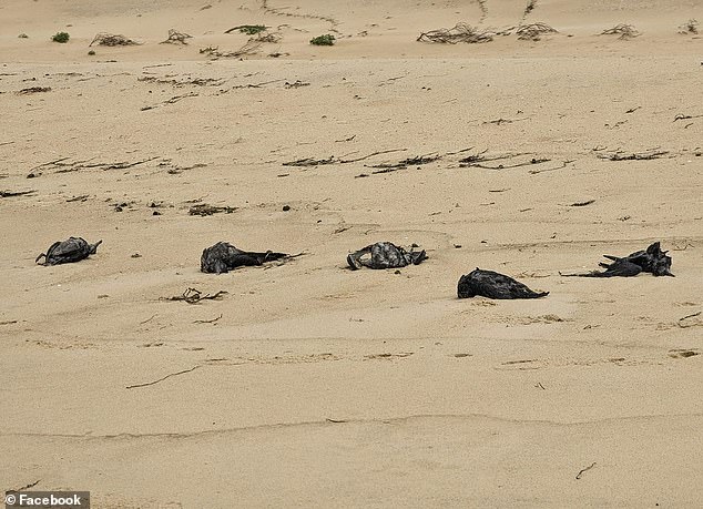 Hundreds of short-tailed shearwaters have washed up on NSW beaches in recent days (pictured)