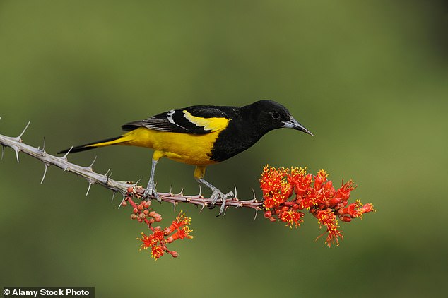 Pictured: Scott's Oriole.  It is just one of dozens of species that will be renamed