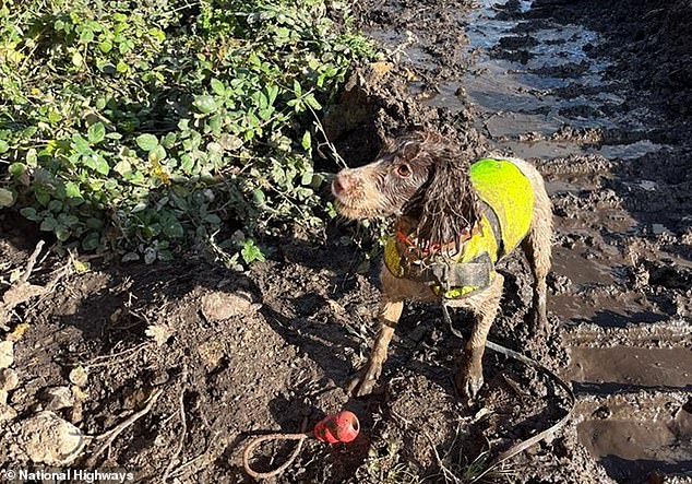 Three adorable dogs have been recruited to root out these weeds and prevent them from spreading along the M25.