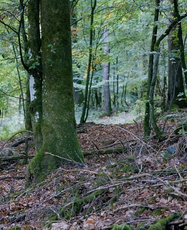 The image shows a forest in a secret location covered in leaves, with the troops blending in perfectly with their natural environment.  Can you find them?