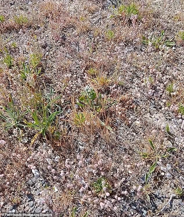 Snake catchers in Victoria asked if followers could spot the snake in dry grassland in rural Victoria