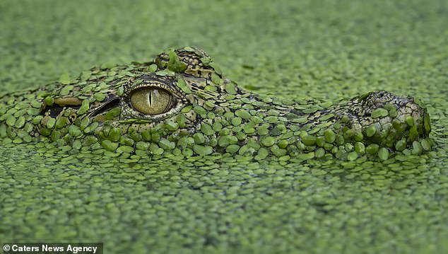 A crocodile camouflaged in the water in Tangerang, Indonesia - the huge reptile hides under small leaves as it swims above the water with only its eyes and snout (Photo: Yensen Tan/Caters)