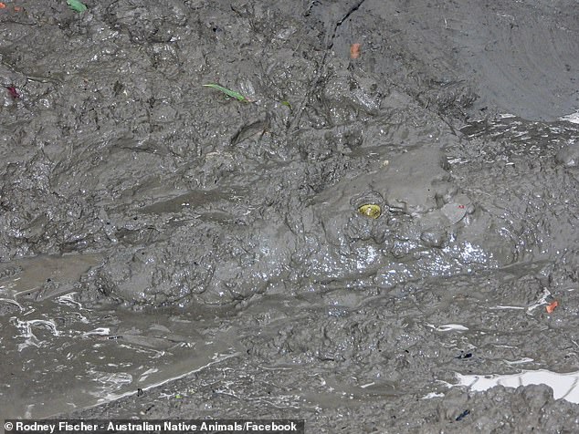 Can you spot the crocodile?  There's a deadly saltwater crocodile lurking beneath the mud