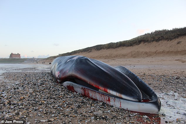 Locals have been warned the carcass of a huge whale could explode after it was found on a Cornish beach this morning.