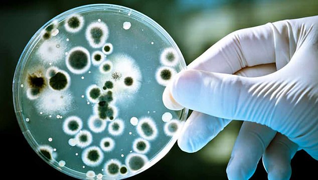 The newly discovered fungus is part of the Candida family that causes infections such as vaginal candidiasis or systemic candidiasis, which can be fatal in immunocompromised people.