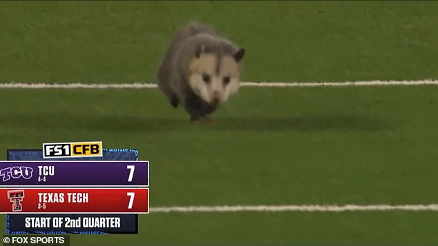 CATCH ME IF YOU CAN: A possum interrupted the TCU-Texas Tech rivalry game Thursday night