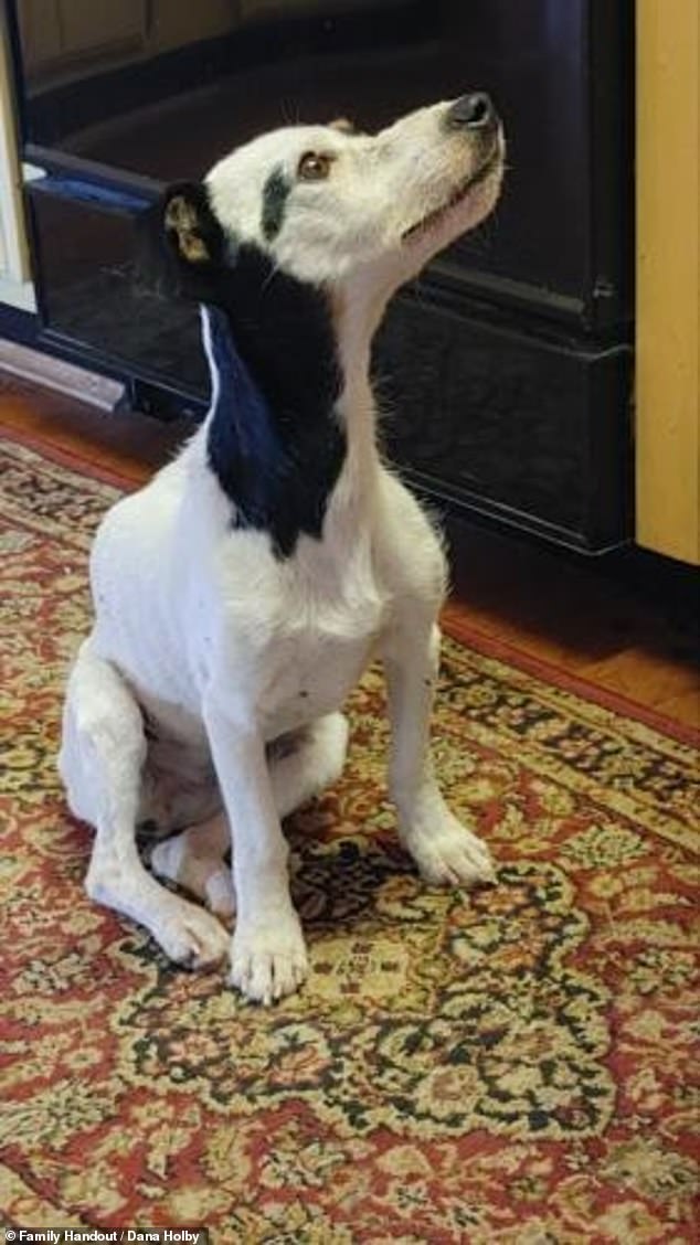 Finney, who most likely had to fend off other wild animals during her fraught 72 days and nights alone in the mountains, had long scars on her nose.  The puppy was so starved that she held the can with her teeth, refusing to let go and savoring every bite, having most likely survived on insects and chipmunks for the past three months.