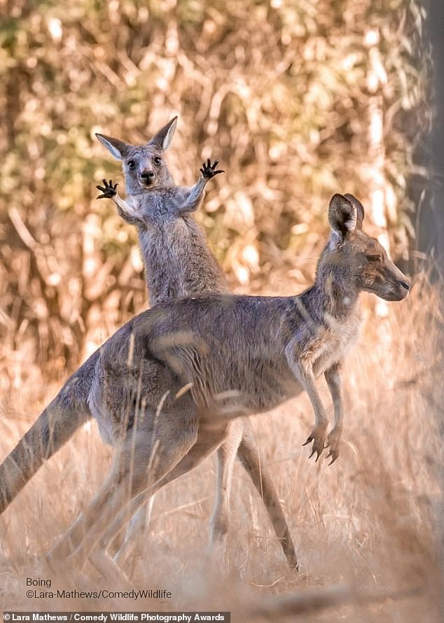 Lara Mathews received an honorable mention for this image of a joey who decides to go crazy and give boxing a try in Melbourne