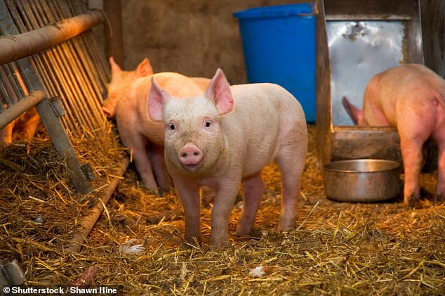 The symptoms of swine flu - which caused a pandemic that swept around the world in 2009 - mirror those of the regular flu and Covid.  But it does not spread easily between people.  Most cases occur in people exposed to infected pigs, such as fairground visitors and farmers.  In autumn and winter, cases of swine flu increase among pigs