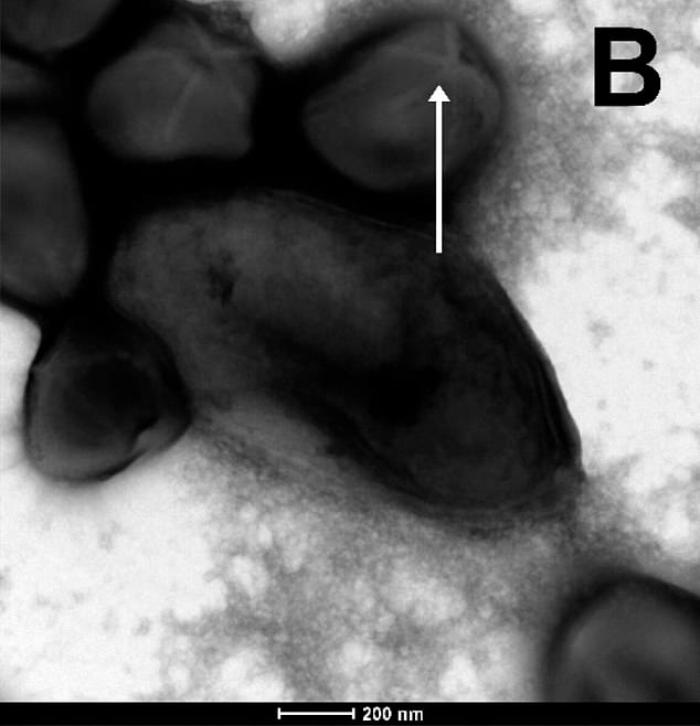 Waking up again: In 2022, scientists announced they had revived a 48,500-year-old virus found in thawing permafrost in Siberia (pictured)