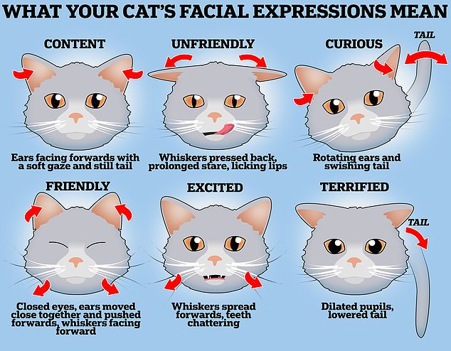 MailOnline shows how to tell whether your cat is feeling happy, anxious or even unfriendly based on facial expressions and body movements