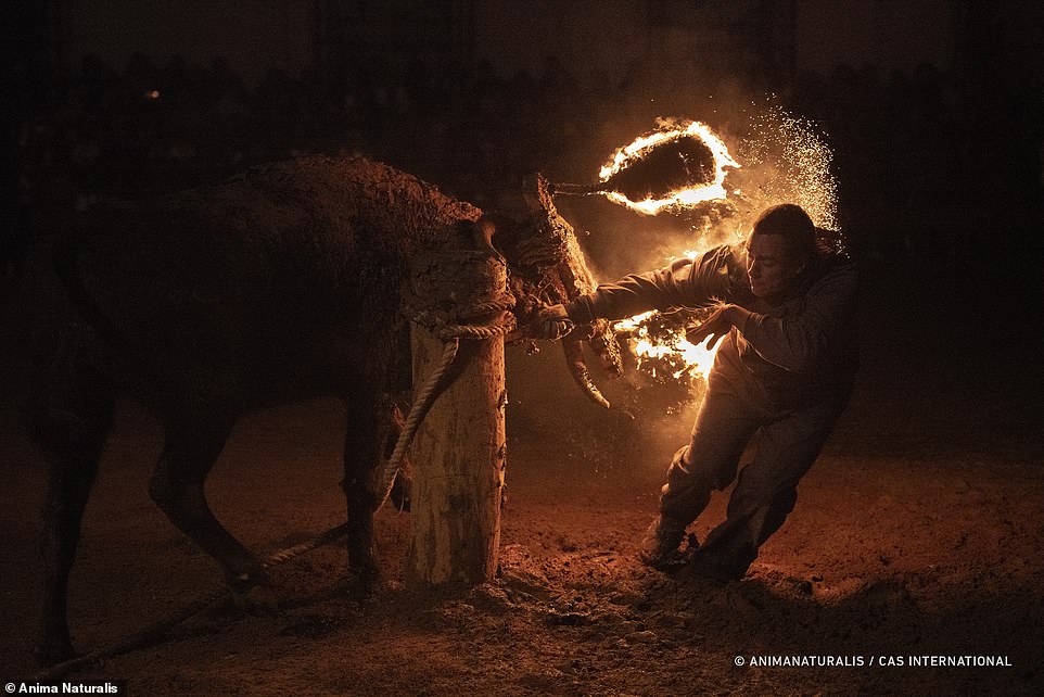 A man is knocked over by the bull tied to the post during the Toro Jublio celebrations in Spain on November 12