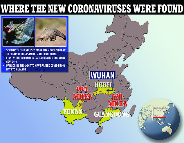 In the newly published study, which was actually conducted between 2016 and 2017, scientists collected samples from twenty different bat species in Yunnan and Guangdong provinces – 1,500 kilometers and 1,000 kilometers away from the epicenter of the Covid-19 pandemic, Wuhan, respectively.