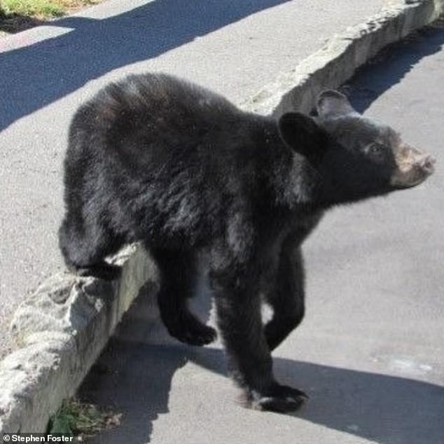 The black bear approached the people on the other side of the wooden barrier in a friendly manner