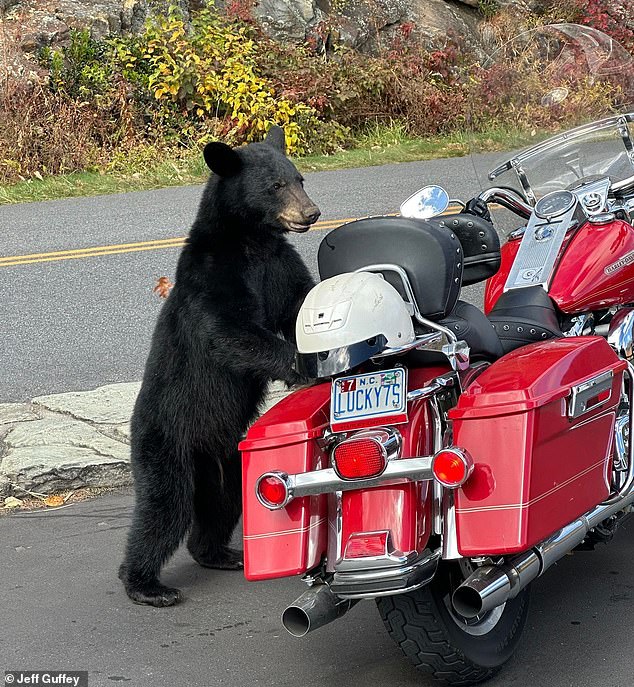 The friendly baby black bear (pictured) has been spotted near the Blue Ridge Parkway for weeks as people have fed and tried to hold the cub