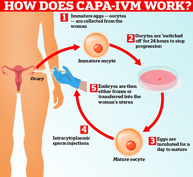 With traditional IVM, eggs mature quickly outside the human body, even if they are not quite ready yet.  CAPA-IVM pauses the process for 24 hours, allowing it to grow more slowly.  An Australian researcher involved in Bonnie's birth said this meant the eggs matured 'healthier'