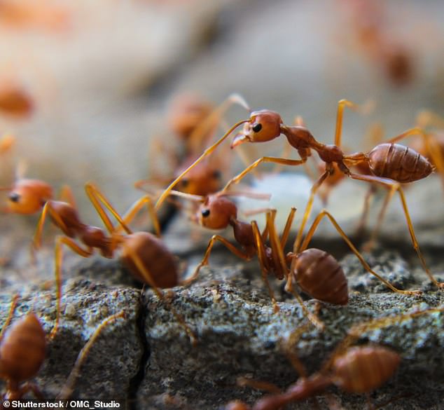 Fire ants, which deliver an incredibly painful sting, have spread from Queensland to NSW