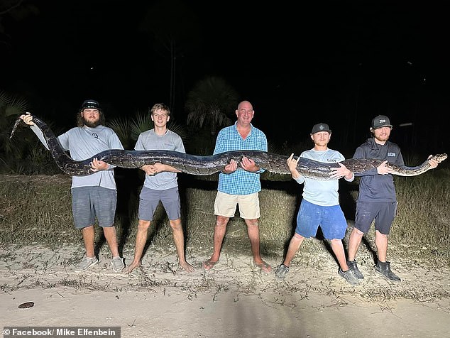 A team of five, including conservationist Mike Elfenbein and his teenage son, subdued a huge python Friday evening at Big Cypress National Preserve