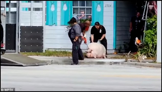 It took two officers to move the giant pig, named Pork Chop, which is so fat he can barely walk