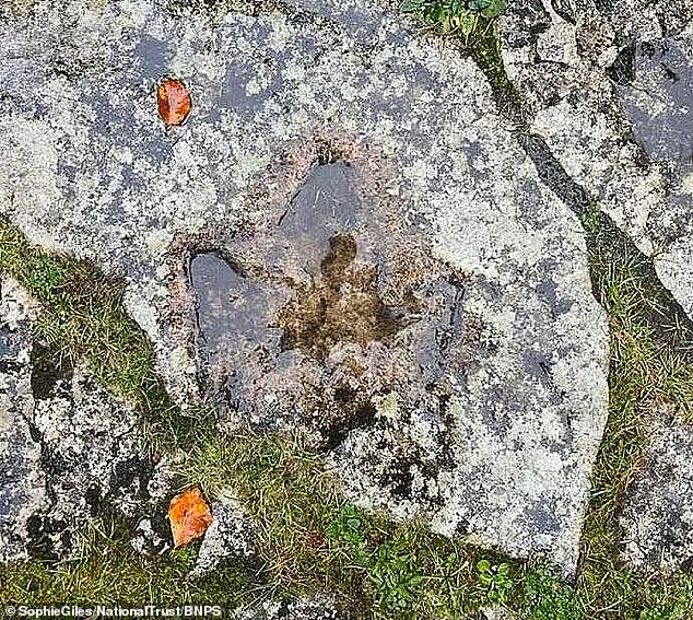 The footprint ((photo) has been identified as that of an iguanodon, an 11-meter-tall herbivore of 285 stones that walked the Earth during the Late Jurassic period