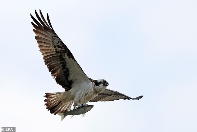 Due to reintroduction projects, ospreys now also breed in the East Midlands around Rutland Water and on the Dorset coast.