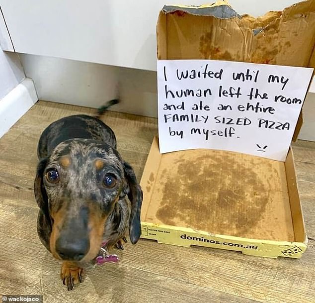 Greedy!  This mischievous dog waited until his owner was out of the room and then demolished the entire family's pizza himself