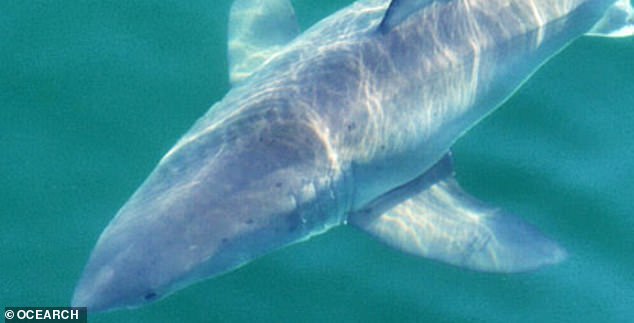 Crystal was accompanied by her friend, a 3 meter long great white shark Andromache (pictured), named after the Greek character Andromache, a famous symbol of motherhood, strength and courage