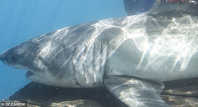 A three-foot long female great white shark named Crystal was recently spotted floating through the waters off Daytona Beach as the species made its way to Florida