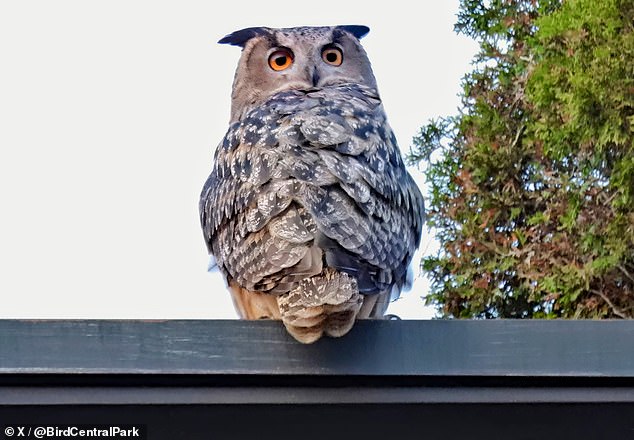 Flaco the Eurasian Eagle Owl was spotted about five miles from his usual home in New York's Central Park on Monday evening, landing on the roof of the building on East 3rd Street.