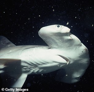 The bay is home to one of Hawaii's two precious coral reefs and is also a breeding ground for endangered hammerhead sharks