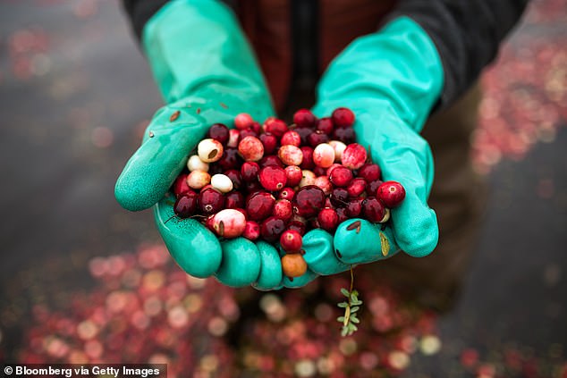 Although canned cranberries are 60 percent more expensive this year than last year, fresh cranberries are down 20 percent