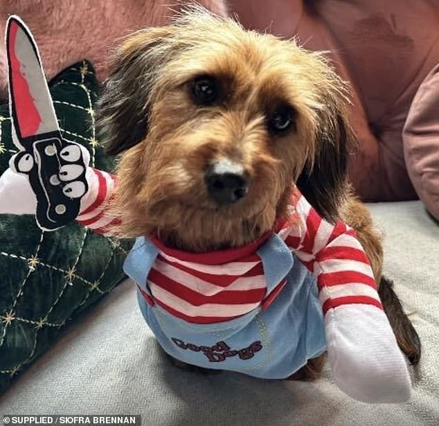 Toffee the Dorkie dressed up as Chucky, their favorite horror movie character, for Halloween this year