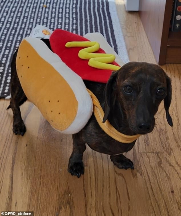 Hot dog!  This proud pet owner yesterday shared a photo of their adorable dachshund dressed up as a fast food treat