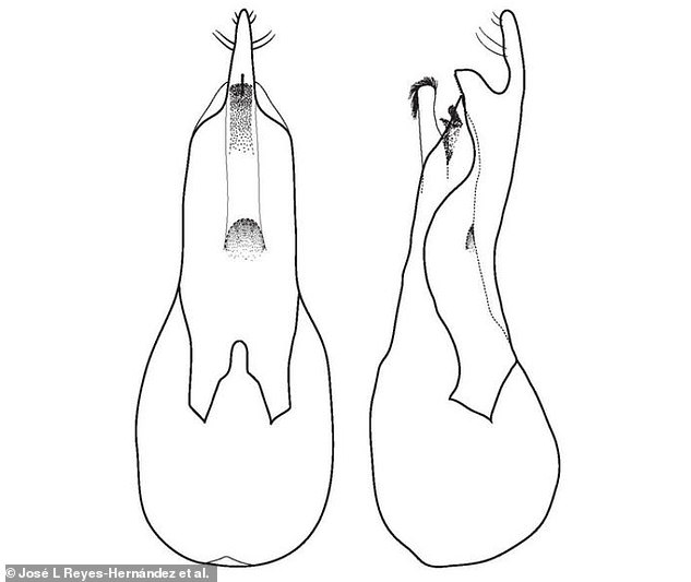 Drawing of the male reproductive organs of Oncophilius Carlsbergi, which in lateral (side) view look like a bottle opener (right)