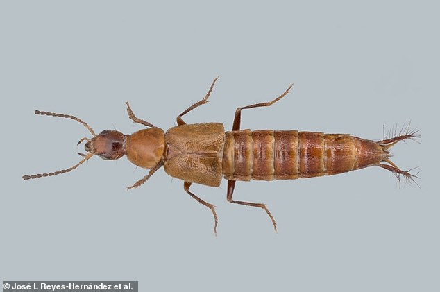 While researchers have no idea why this beetle's penis evolved this way, its shape earned it the name Loncovilius carlsbergi.