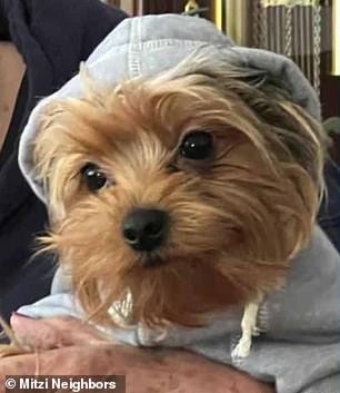 Mitzi Neighbors believes her dog, a two-year-old Yorkie named Brodie, died from the disease after the kennel cough she contracted turned into pneumonia