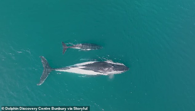 Parks and Wildlife Service WA (DBCA) received calls of a whale in distress at the same location