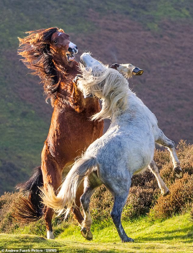 Wildlife photographer Andrew Fusek-Peters, 58, captured the 'vicious' fight