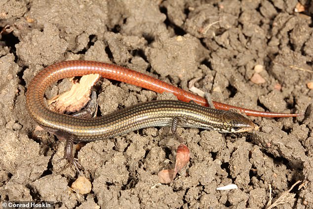 Striped skinks were last seen in the Lyon grasslands in 1981 - until now