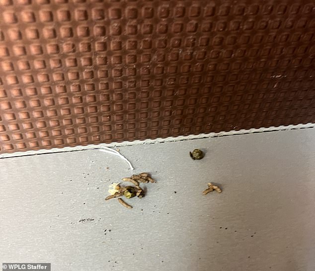 Dead termites are scattered throughout the Miami station