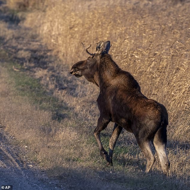 The moose named 'Rutt' is believed to have returned to Minnesota after a two-month journey.  He was photographed last month wandering Meeker country, Minnesota