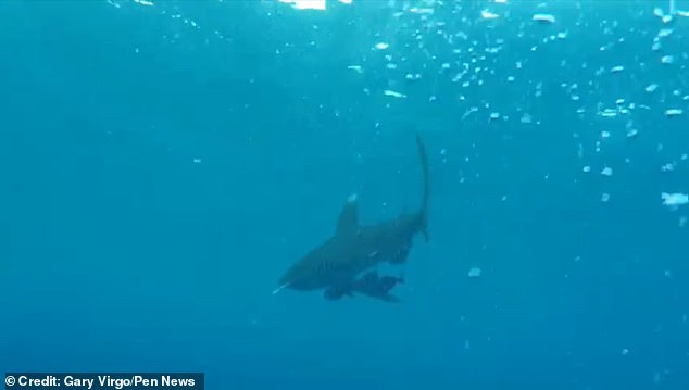 The shark then flees the scene.  The attack caused Gary, a welder, to stop the dive